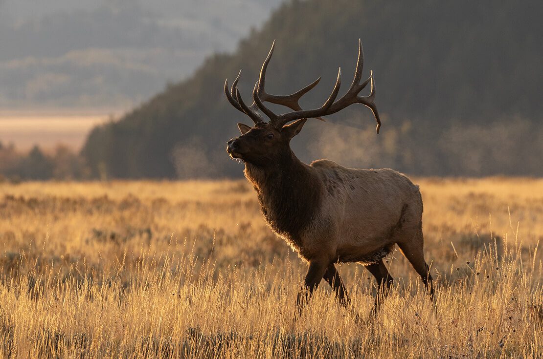 a bull elk during the fall rut in Grand Teton National Park Wyoming